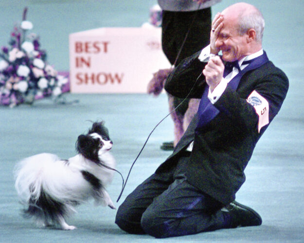 Westminster marks 150 years of best in show